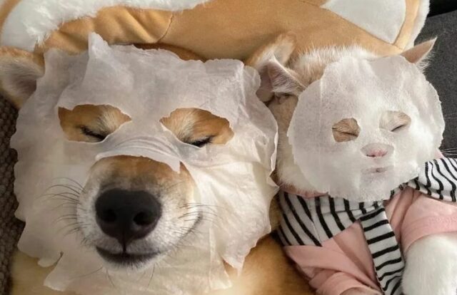 Custom Pet Plushie_ Your Furry Friend Forever